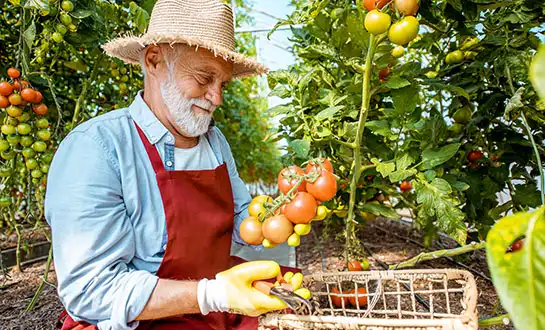 Tomato Fertilizers Under Stress: Nutrition Meets Immunity